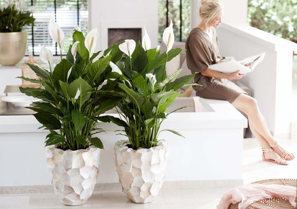 06.spathiphyllum.2