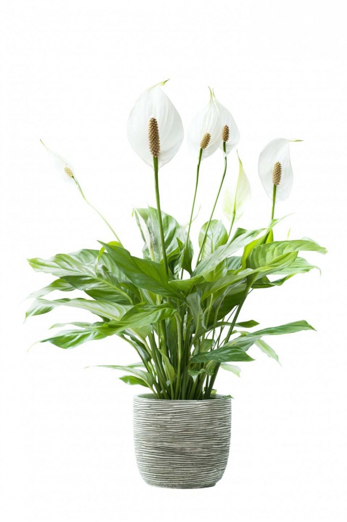 spatafillo giglio della pace spathiphyllum