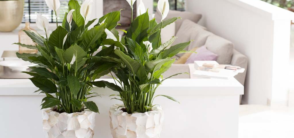 Spathiphyllum giglio della pace interni ambiente aria