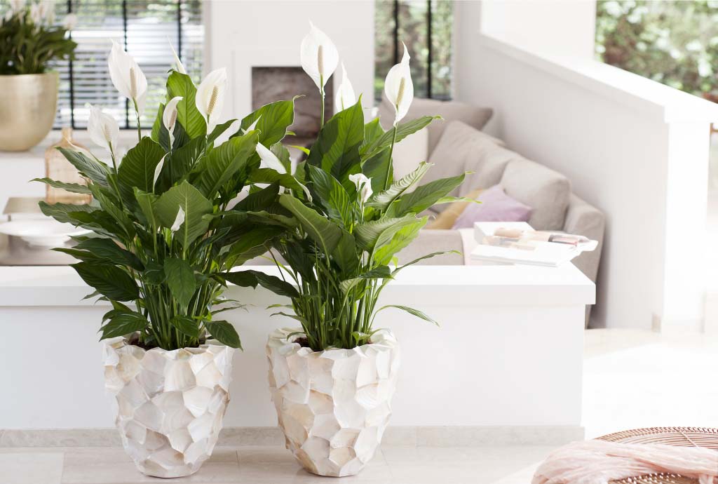 Spathiphyllum giglio della pace interni ambiente aria