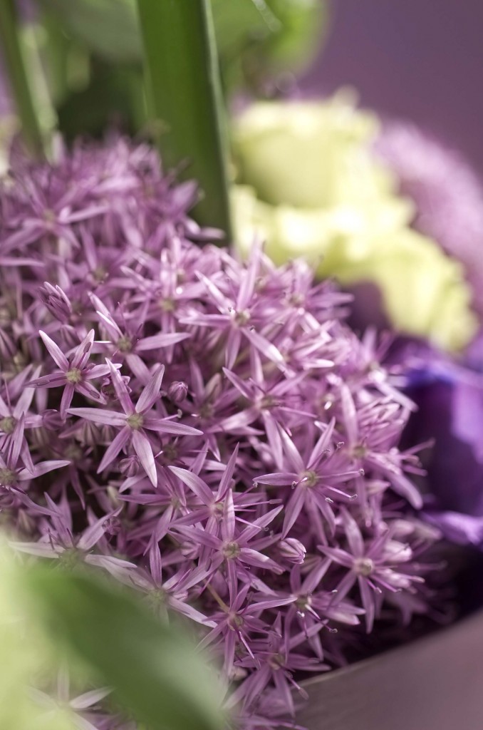 Allium fiori dell'aglio fiori aglio 