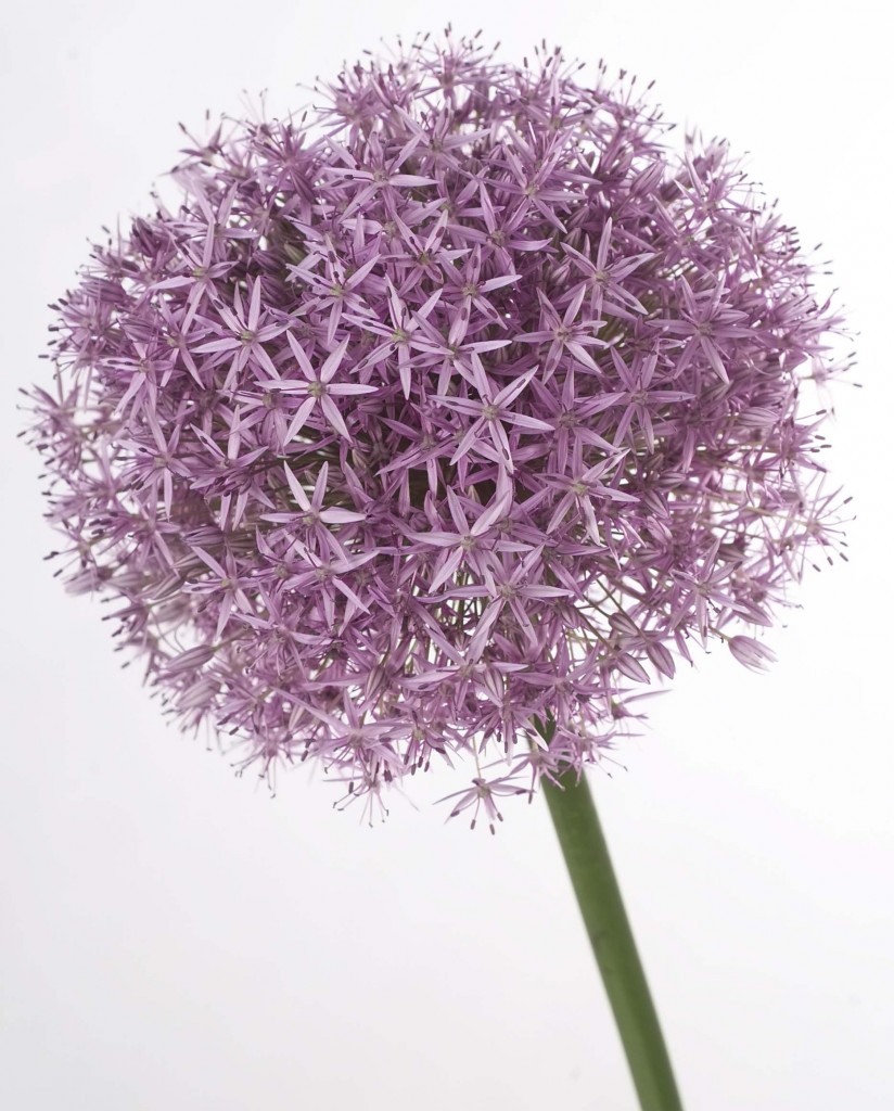 Allium fiori dell'aglio fiori aglio