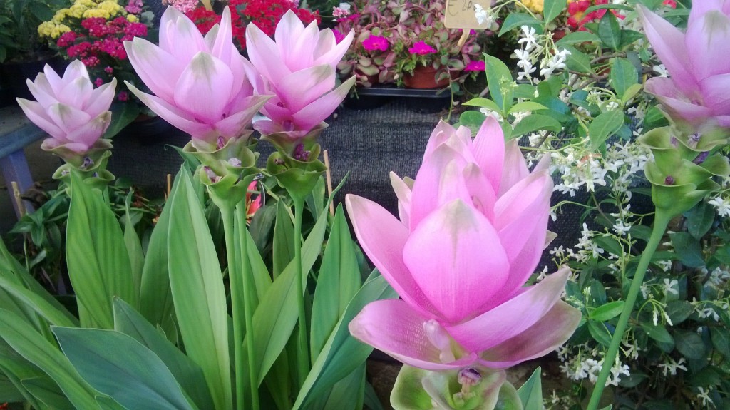 Curcuma Tra Fiori E Spezie Ingrosso Fiori Gambin