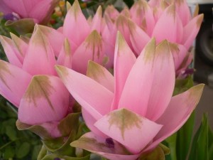 curcuma