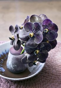 orchidee_2016-3