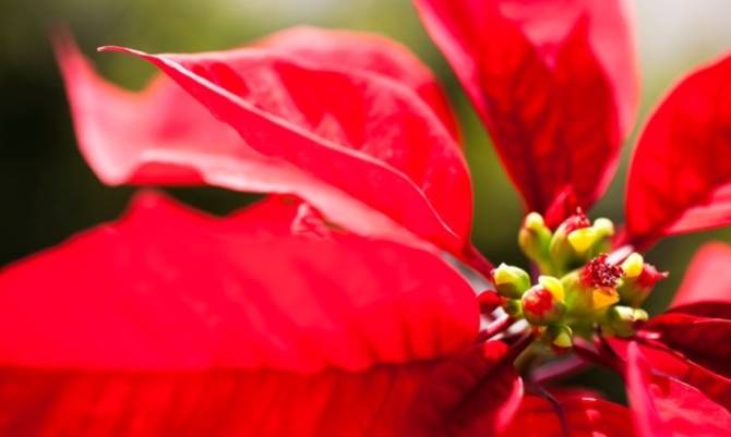 Stella Di Natale Talea.Stella Di Natale Una Tradizione Nel Mondo Ingrosso Fiori Gambin