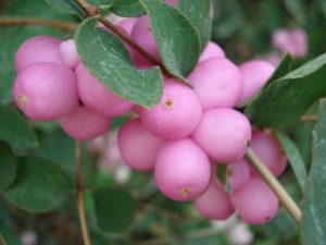 bacche-symphoricarpos-orbiculatus