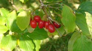 corniolo-cornus-mas-frutti-2