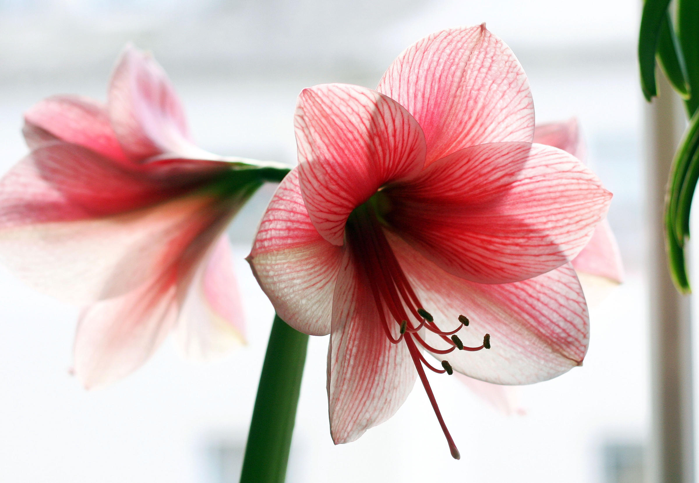 amaryllis