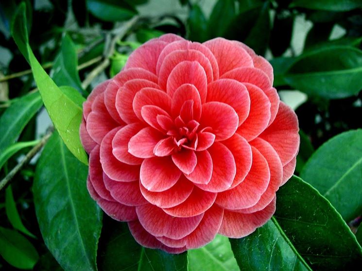 camelia