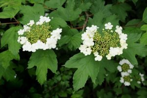 viburnum_ng7