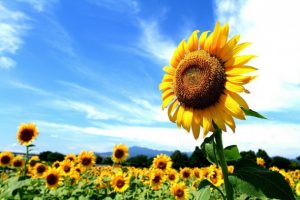 girasole sunflower