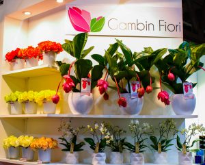 ecommerce fiori olanda ecuador