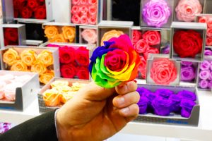 rose stabilizzate multicolore ingrosso fiori milano online