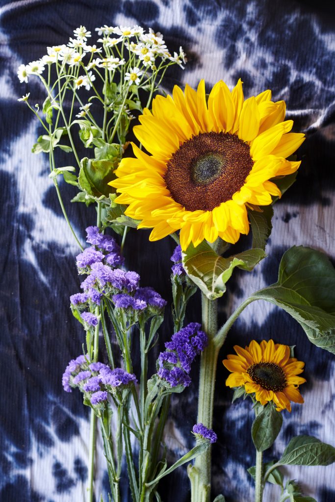 girasoli helianthus partenio tanacetum limonium butatum