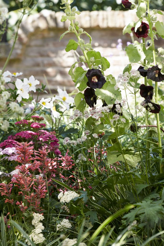 Achillea, Astrantia, Anemone, Malvarosa, e Anice