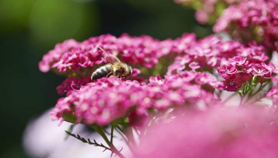 Achillea, Astrantia, Anemone, Malvarosa, e Anice