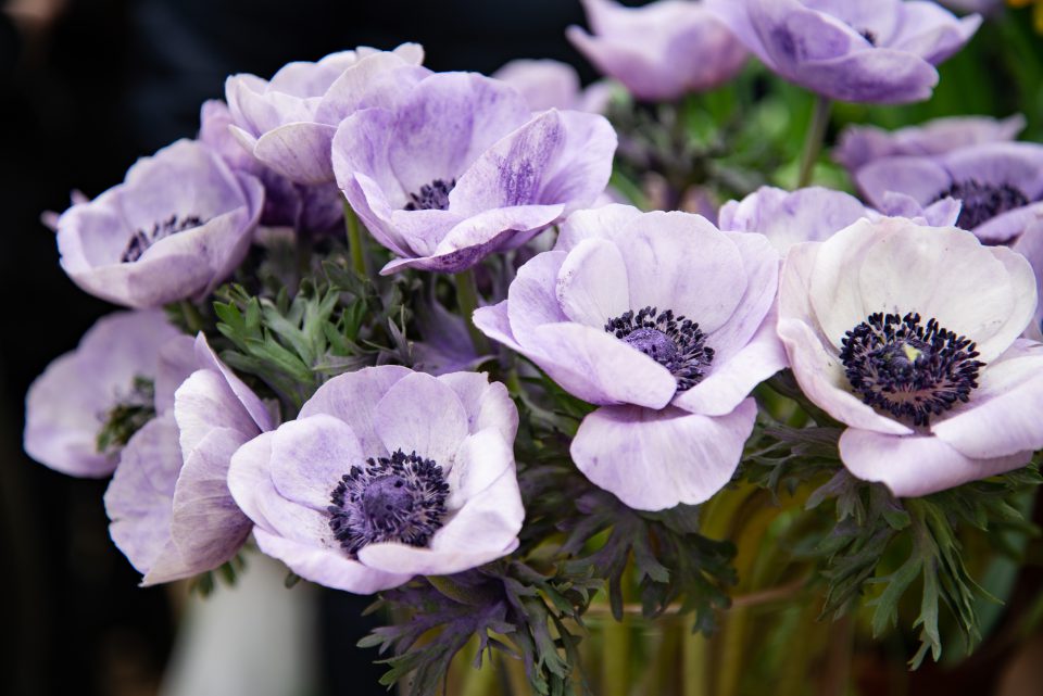 anemone anemoni