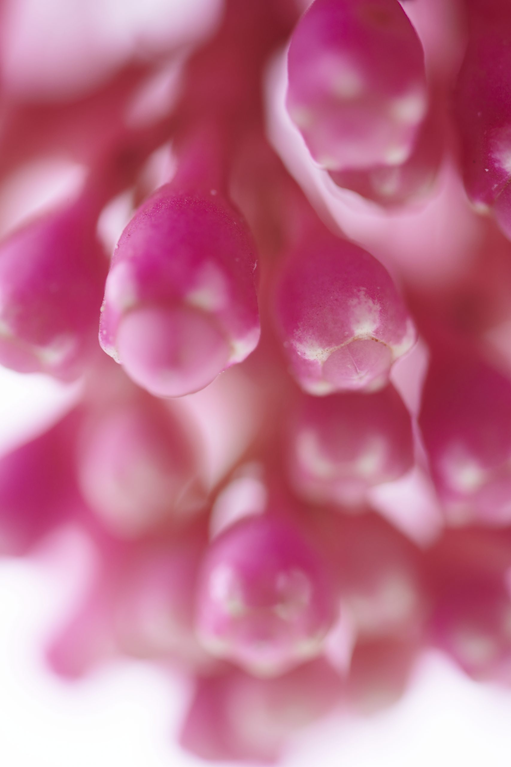 medinilla magnifica