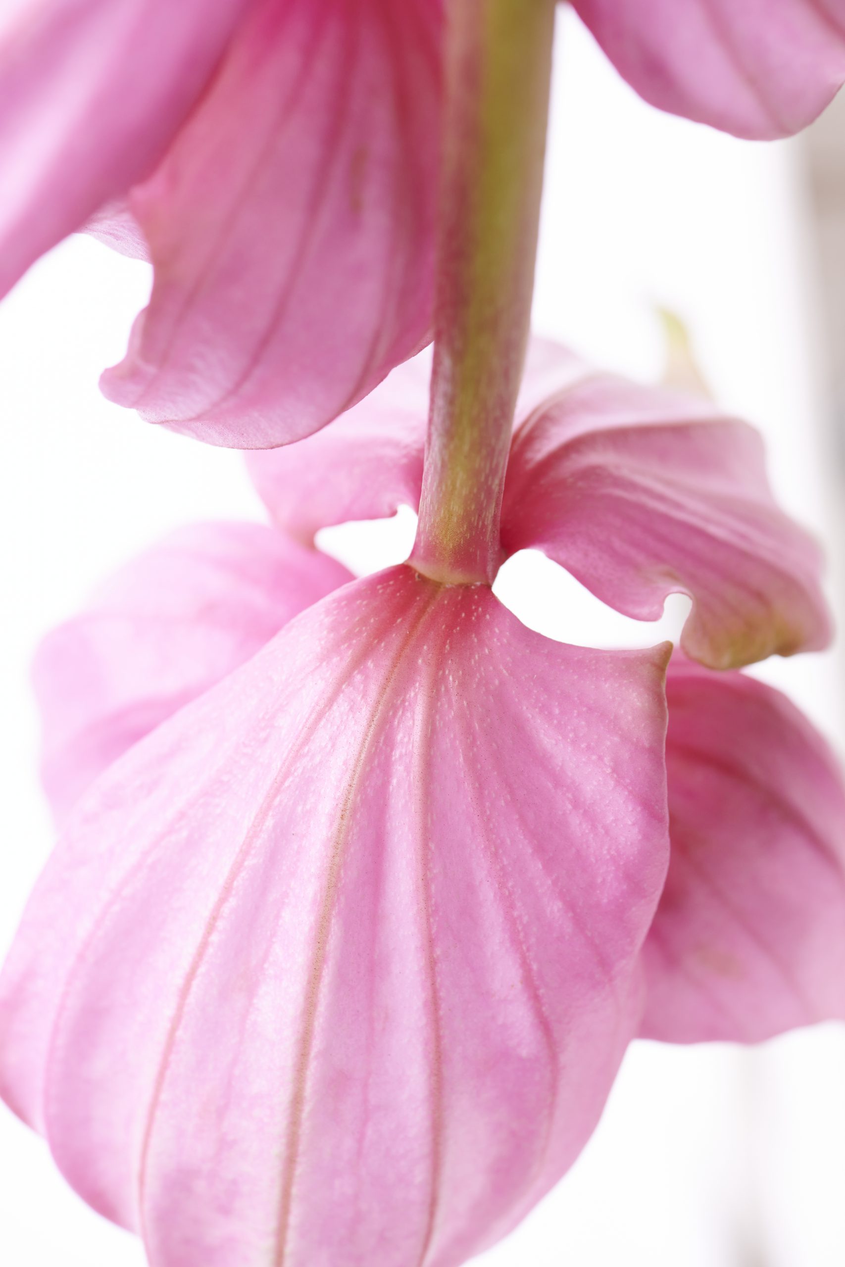 medinilla magnifica