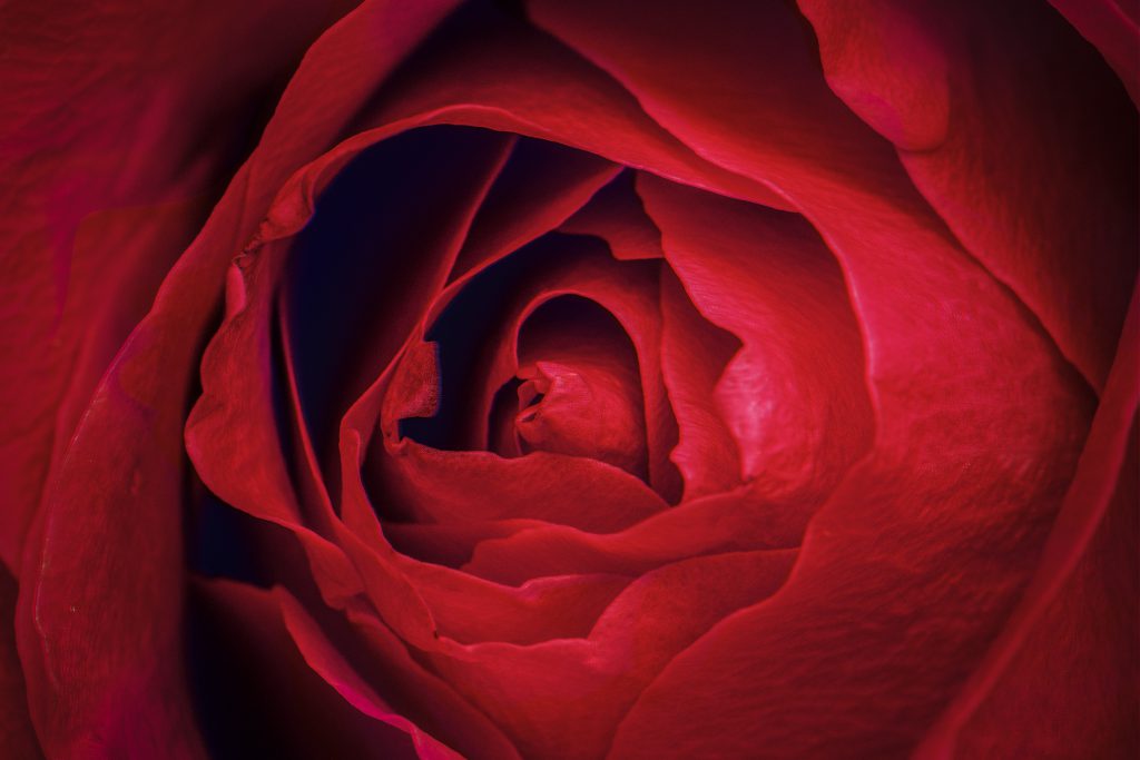 rosa rossa san valentino